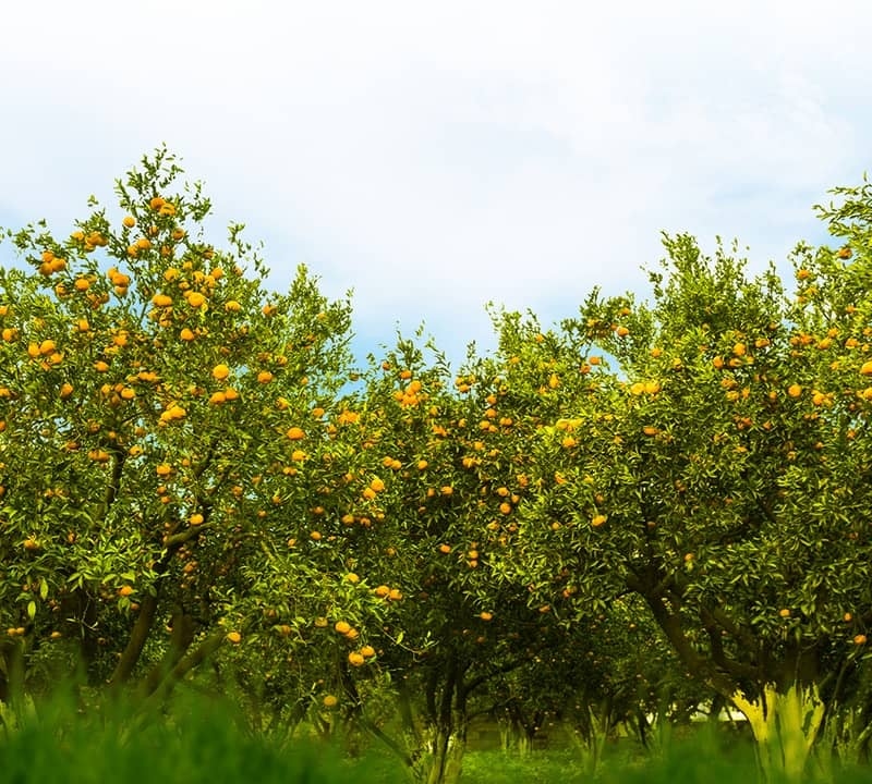 Local Products & Gifts