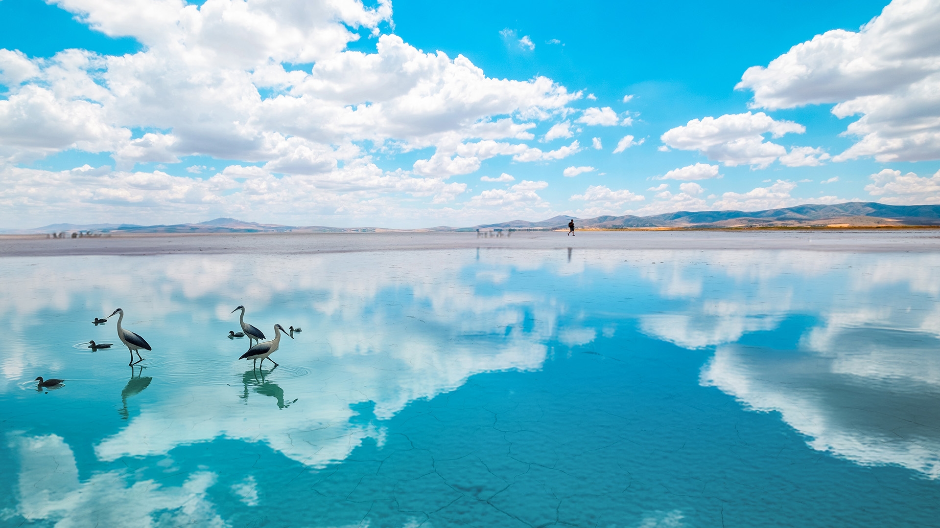 4-Day Birdwatching Route in Türkiye: Explore the Colourful World of Birdlife