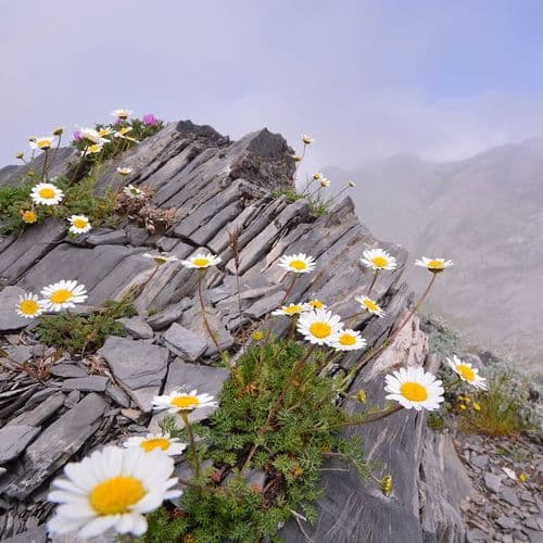 Düziçi Mount Düldül