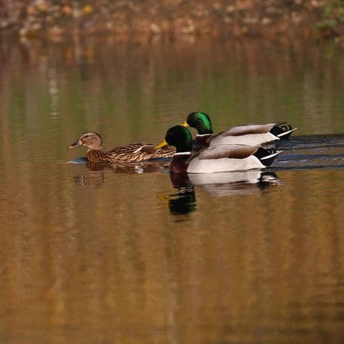 Kırmıtlı Bird Sanctuary