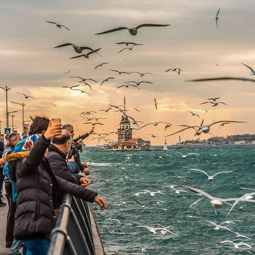 Seagulls Over İstanbul