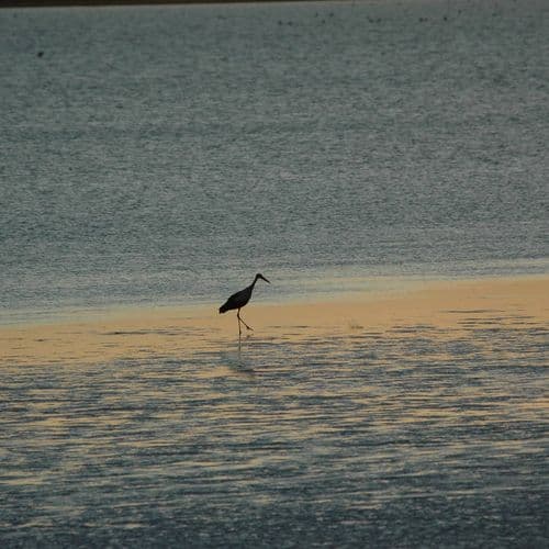 Seyfe Lake Bird Sanctuary