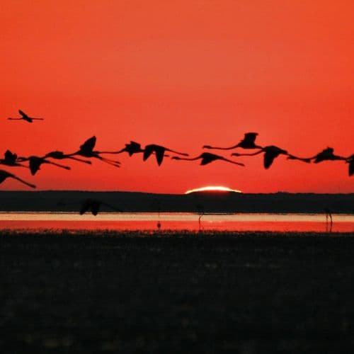 Seyfe Lake Bird Sanctuary