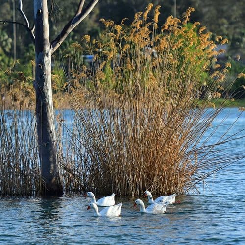 نهر سيحان وبحيرة السد. 