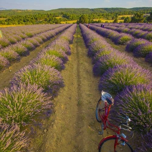 Los jardines de lavanda