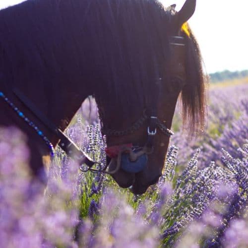Los jardines de lavanda