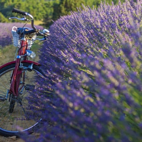 Los jardines de lavanda