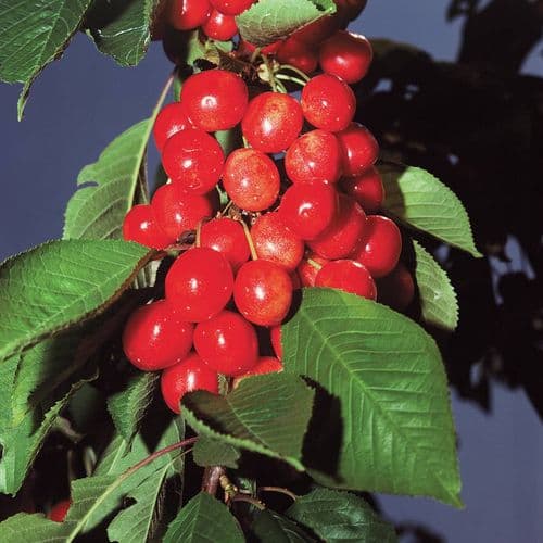 Sour Cherry