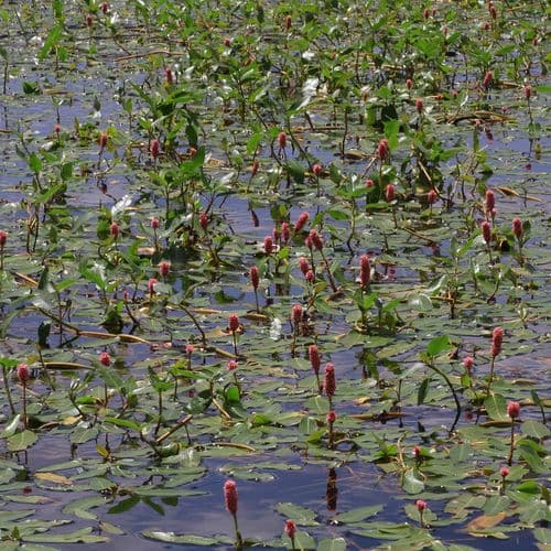 Die Sümpfe von Doğubayazıt