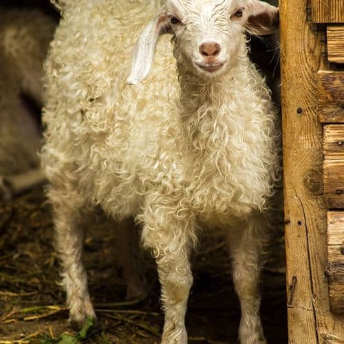 Angora Goat