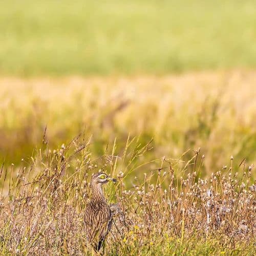 Camouflage Bird Lake Mogan