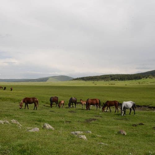 Ardahan Forest