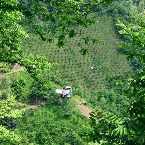 Camili Biosphere Reserve