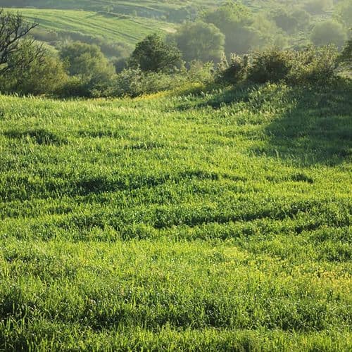 Spring in Demirkapı