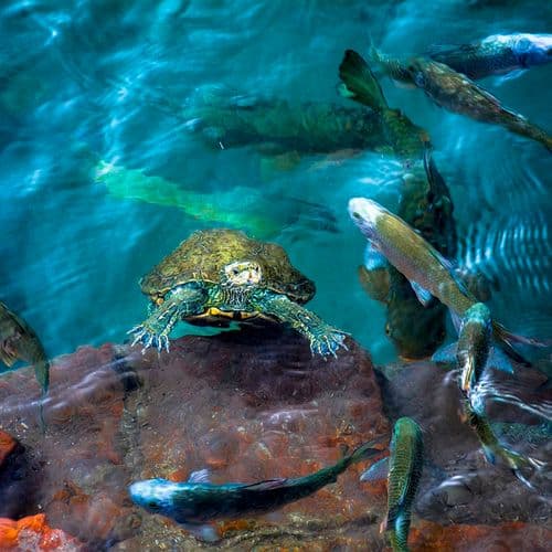 بحيرة السمك في أرزن