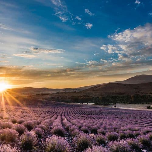 Lavender Valleys
