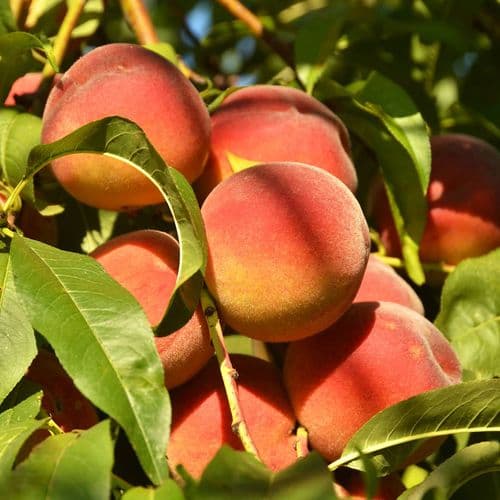 Bursa Peach