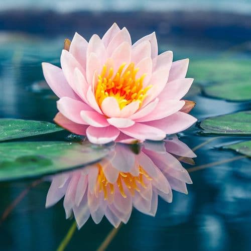 Lotus Flower
