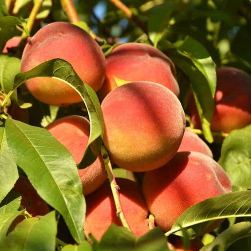 Bursa Peach