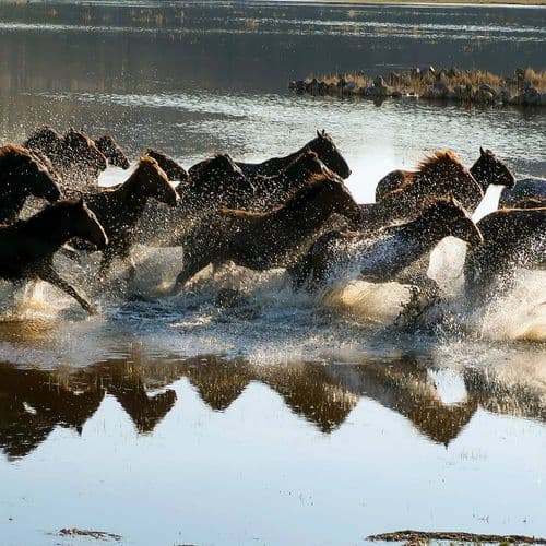 Yılkı Horses