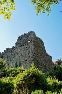 Довгоголові морські черепахи (Carretta carettas)