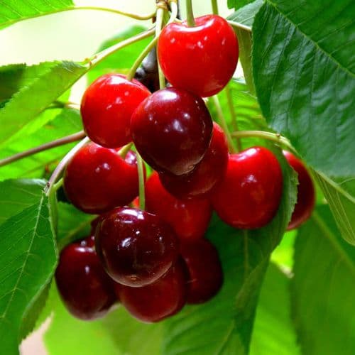 Dalbastı Cherry