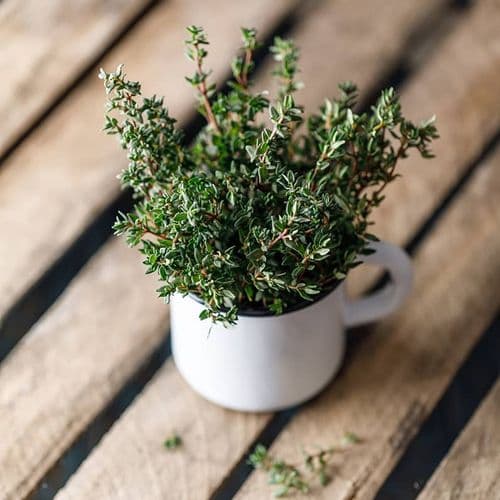 Thyme
