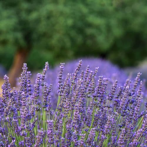 Delice Lavender Valley