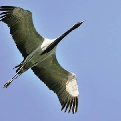 Demoiselle Crane