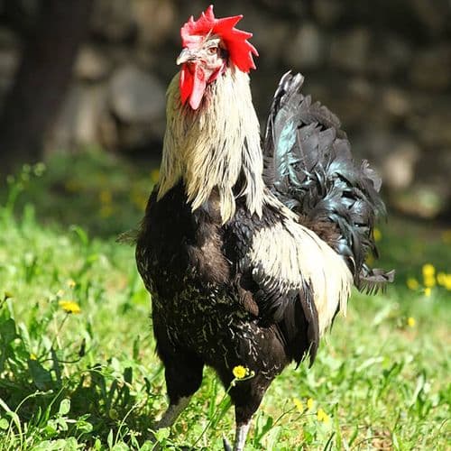 The Denizli Rooster