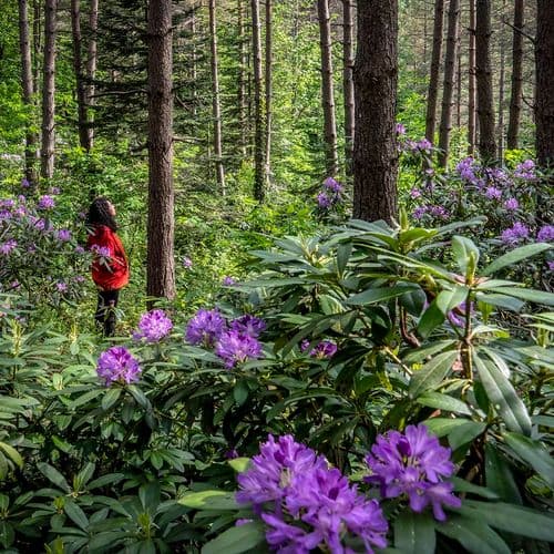 Düzce's Endemic Weeds