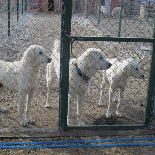 Akbaş Shepherd Dogs