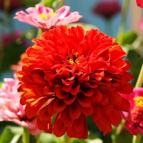 Flowers of Eskişehir