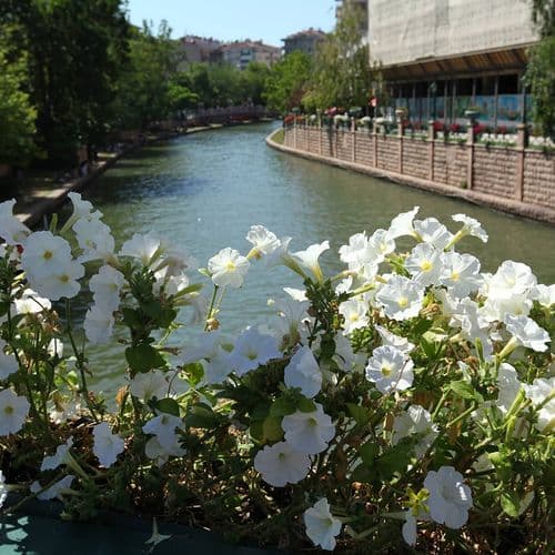 Flowers of Eskişehir