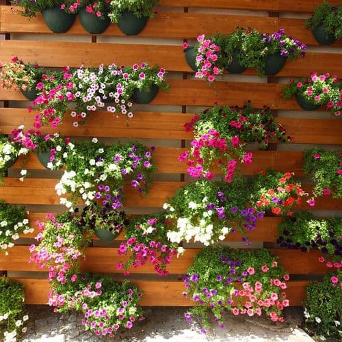 Flowers of Eskişehir