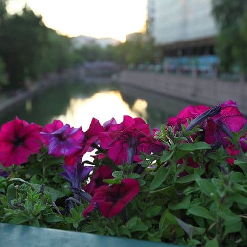 Flowers of Eskişehir