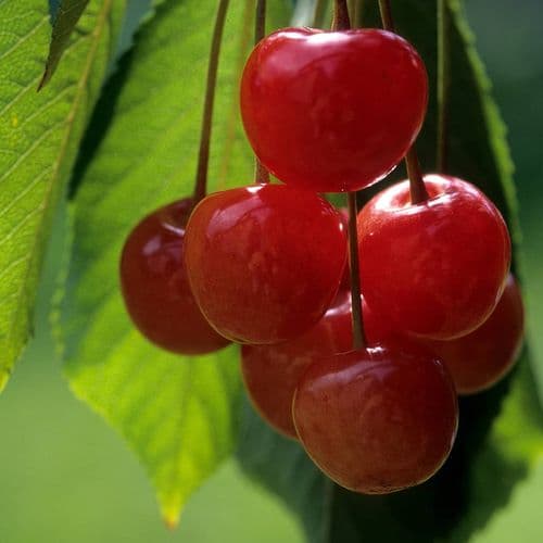 Giresun Cherry