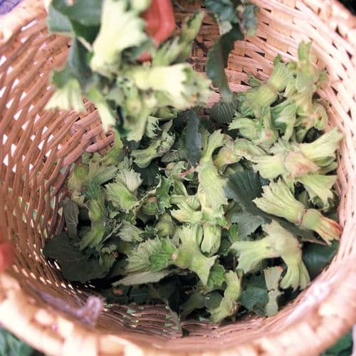 Hazelnuts