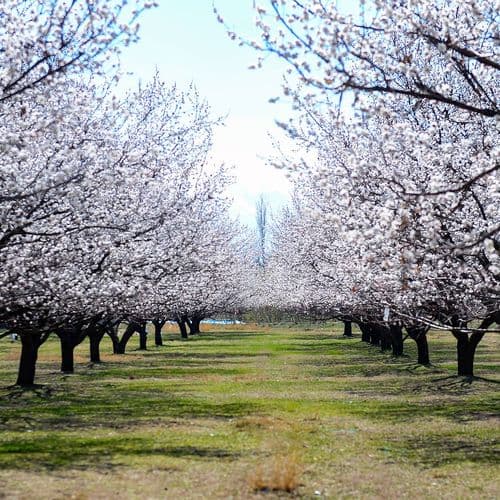 Apricot Gardens