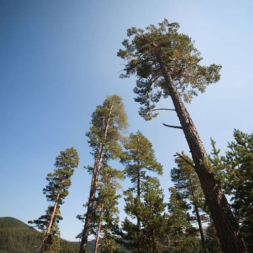 Ilgaz Winter Sports Center