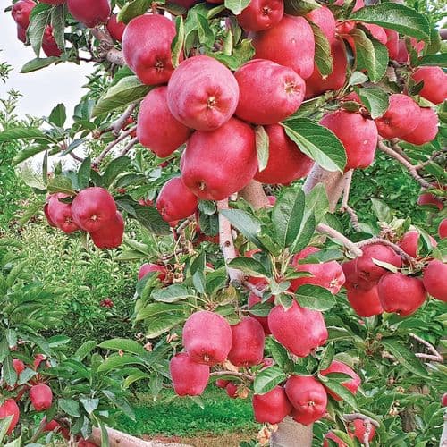 Gelendost Apple Orchards