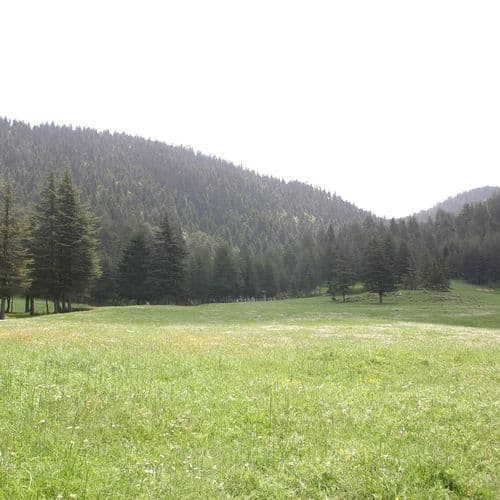 Високогірне пасовище Башконуш/Başkonuş