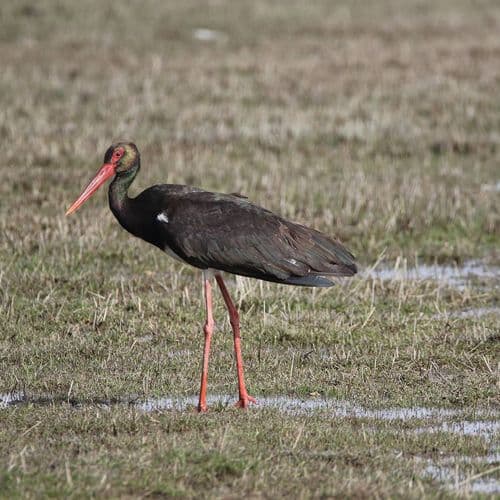Black Stork