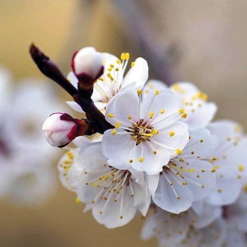 Apricot Flower