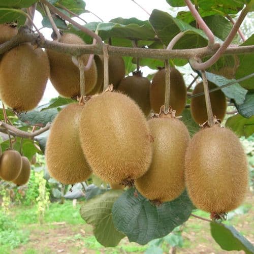 Kiwi