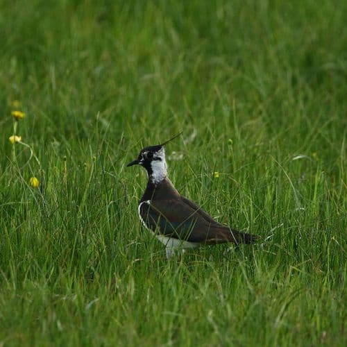 Lapwing Bird