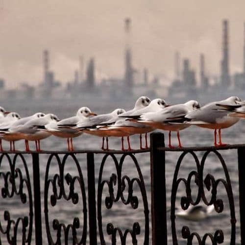 Mouettes d’İzmit