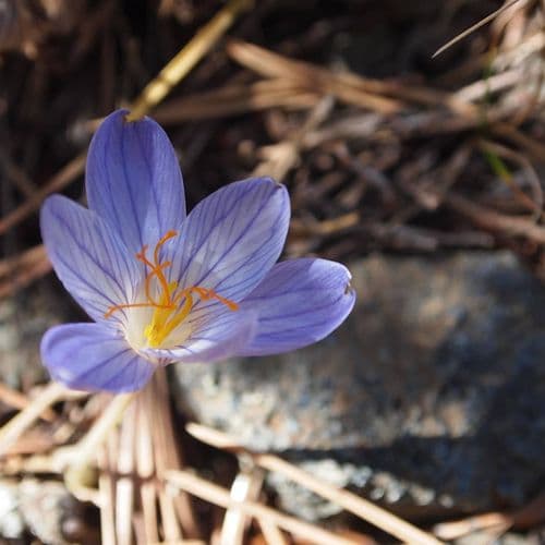 Kuşçaçimeni Highlands