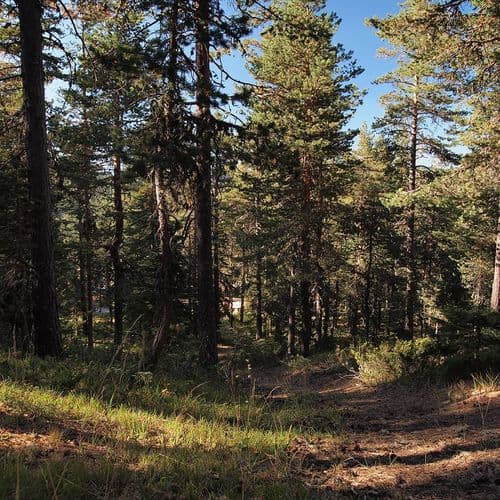 Kuşçaçimeni Highlands