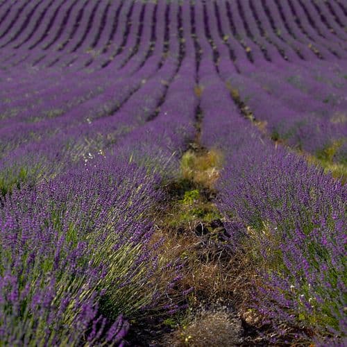 Lavender Valleys